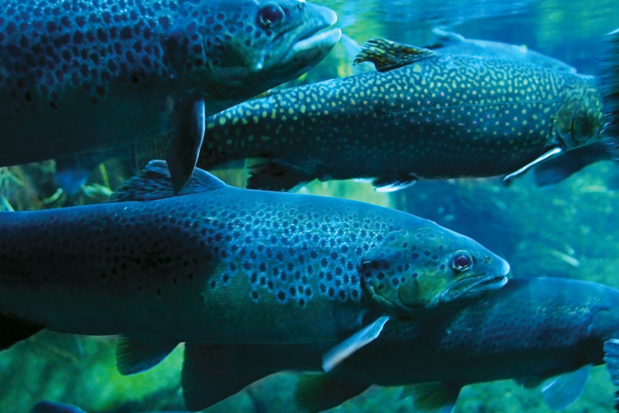 Fish, blue and green image.