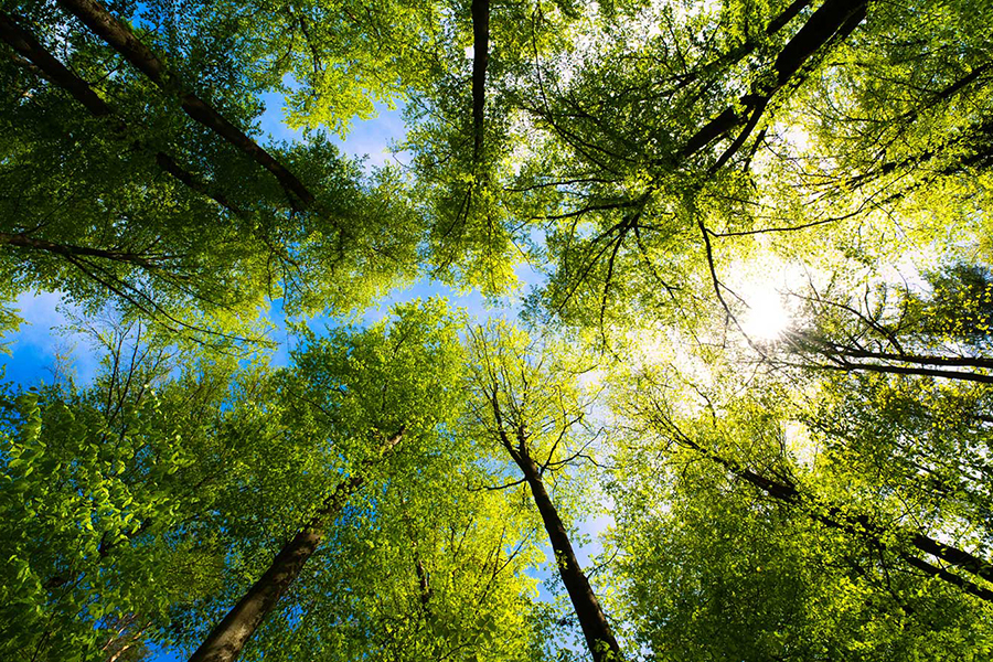 view up at the tree tops