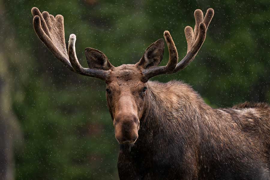 A moose in the wilderness